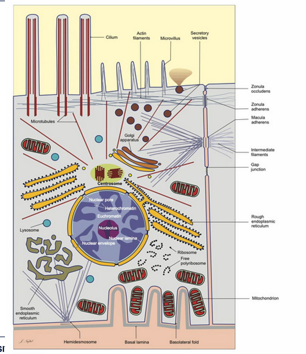 <p>Microtubules, Lysosome, Smooth endoplasmic reticulum, Actin filaments, Microvillus, Golgi apparatus, Centrosome, Nuclear pore, Heterochromatin, Euchromatin, Nucleolus, Nuclear lamina, Nuclear envelope, Secretory vesicles, Ribosome, Free polyribosome, Hemidesmosome, Basal lamina, Basolateral fold, Zonula occludens, Zonula adherens, Macula adherens, Intermediate filaments, Gap junction, Rough endoplasmic reticulum, Mitochondrion</p>