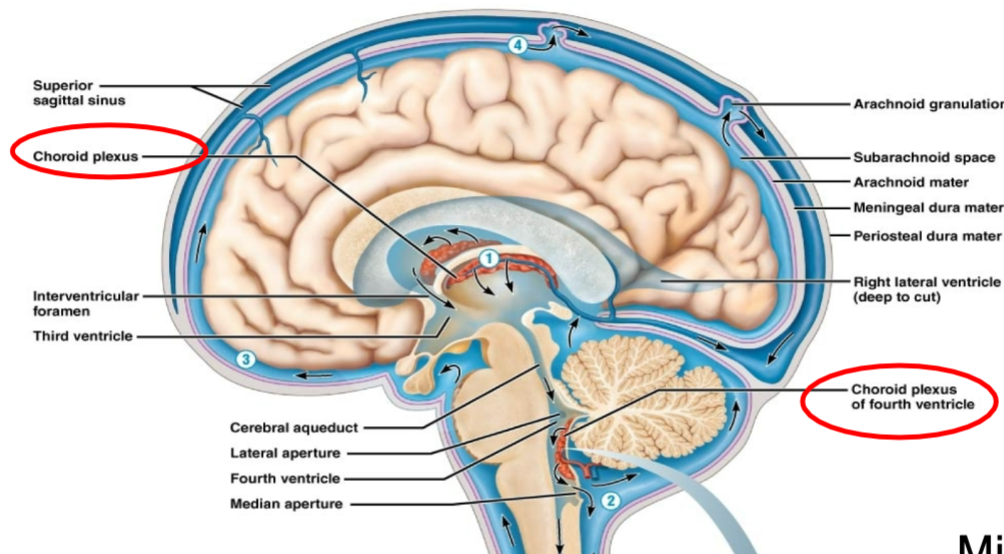 1. AKA CSF
2. Brain and spinal cord “float” in CSF 
3. Functions 
- Prevents damage/crushing
- Resists compressive forces
- Cushions against trauma
- Feeds brain
- Removes wastes
- Carries chemical signals
4. Made in choroid plexuses 
5. Flows through ventricles and into subarachnoid space
6. Flows through subarachnoid space
7. Absorbed into dural venous sinuses
8. 500 ml/day is processed/circulated
