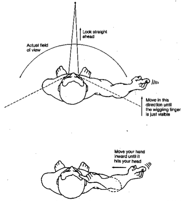 <p>extent of visual space over which vision is possible with eyes held in a fixed position</p><ul><li><p>about 190 degrees in humans</p></li></ul><p></p>