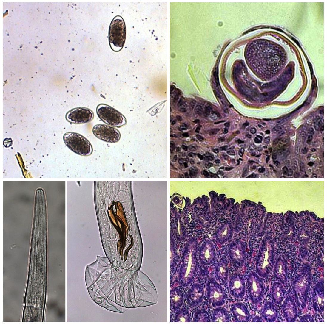 <p>SMALL INTESTINE Your sheep had villous atrophy and erosions of mucosa in the small intestine. They had soft faeces, anemia, anorexia and weight loss.</p><ul><li><p>Found in a temperate climate</p></li><li><p>Ingestion of L3 with pasture</p></li><li><p>100 eggs/day</p></li></ul>