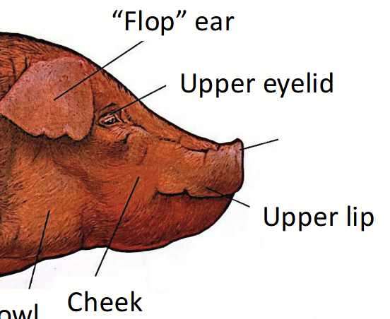 <p>In pigs, consists of the <u>nose, mouth, and jaw</u>.</p>