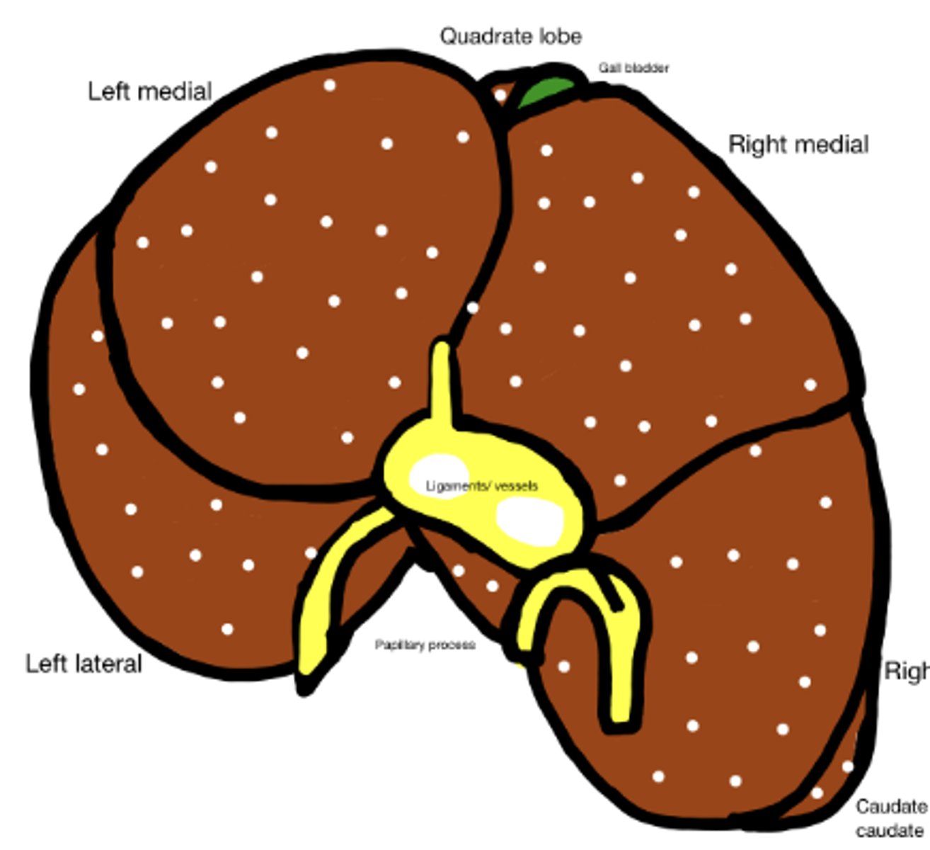 <p>What kind of distribution is this?</p>