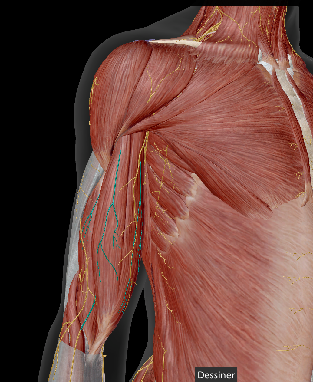 <p>M. coracobrachialis / M biceps brachii / M brachialis</p>