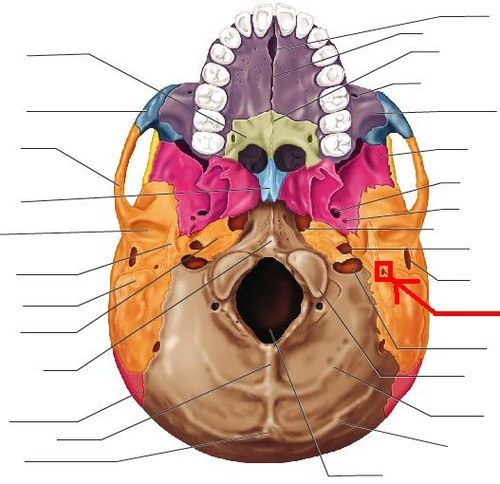 a small, round opening located on the inferolateral aspect of the temporal bone, between the root of the styloid process and the mastoid process.
