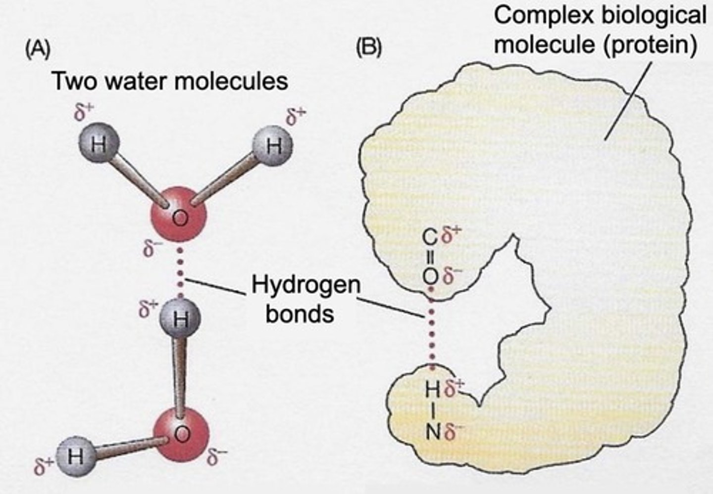 <p>Water remains liquid at temperatures suitable for life due to its unique hydrogen bonding properties.</p>
