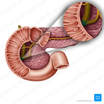 <p>A dilated chamber formed by the joining of the common bile duct and the pancreatic duct before they enter the duodenum.</p>
