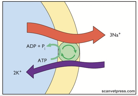<p>Concentration of ions remains relatively constant inside the cell. Compensates for diffusion leakage.</p><p>Na<sup>+</sup>/K<sup>+</sup> pump: for every 3 Na<sup>+</sup> pumped out, 2 K<sup>+</sup> are brought in. Creates net positive on the outside by removing an ion from the inside.</p><p>Requires a lot of energy (ACTIVE PROCESS) - up to 40% of available ATP.</p>