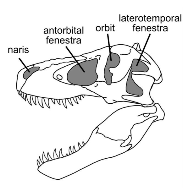 <p>Fevestrae</p>
