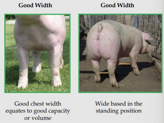 <ul><li><p>stand wide</p></li><li><p>walk wide</p></li><li><p>wide chest floor</p></li></ul><p></p>