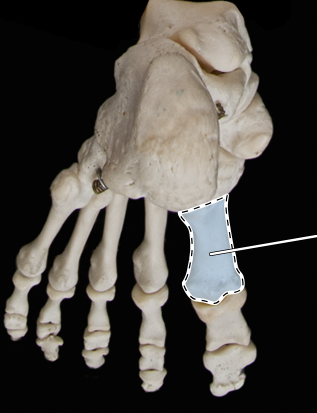 <p>Bones of the foot, posterior view</p>