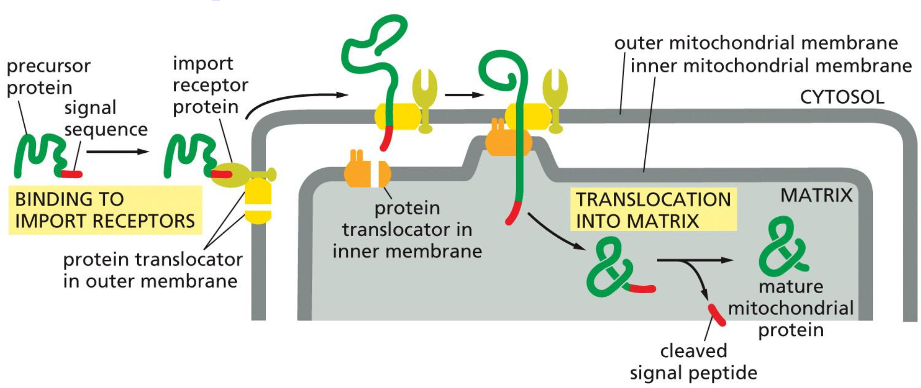 <p><span style="background-color: rgba(102, 0, 178, 0.08);"><em><span>Import into mitochondria</span></em></span></p>