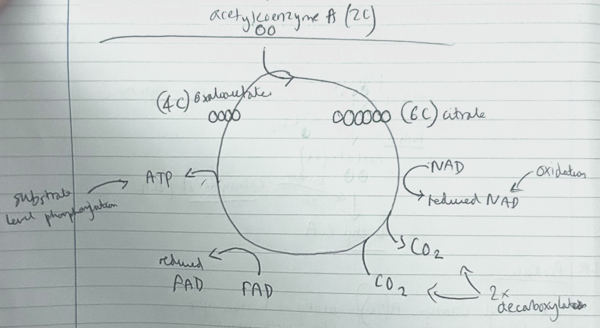 <p>explain what happens in the krebs (citric acid) cycle?</p>