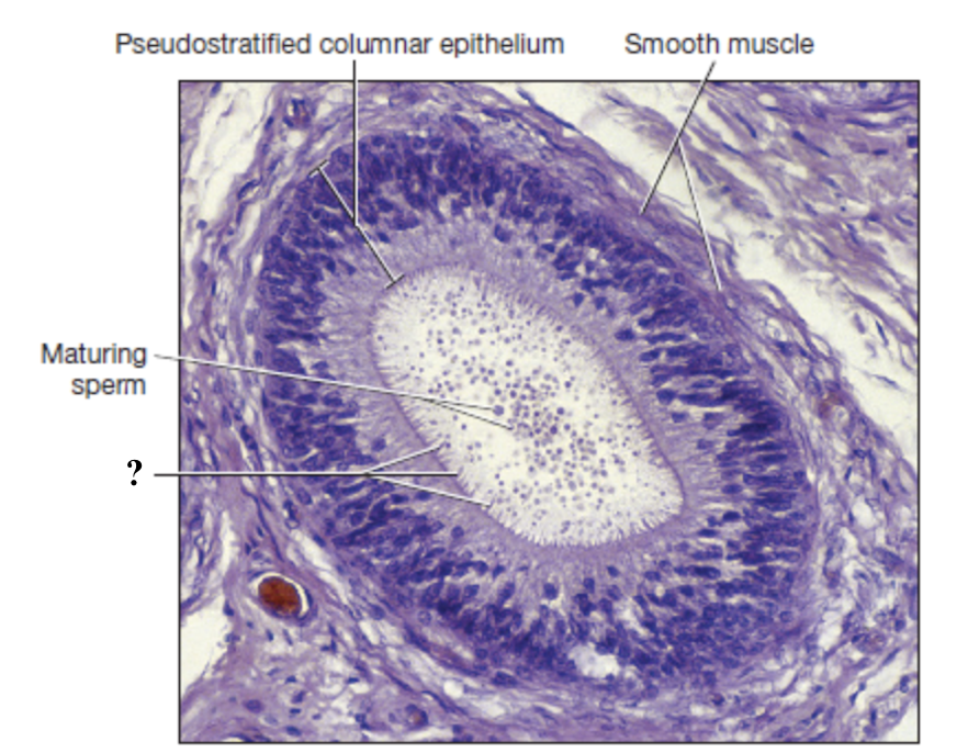<p>nonmotile microvilli that function to … </p><ul><li><p>complete spermiogenesis</p></li><li><p>absorb excess fluid</p></li><li><p>pass nutrients to developing sperm cells </p></li></ul><p></p>