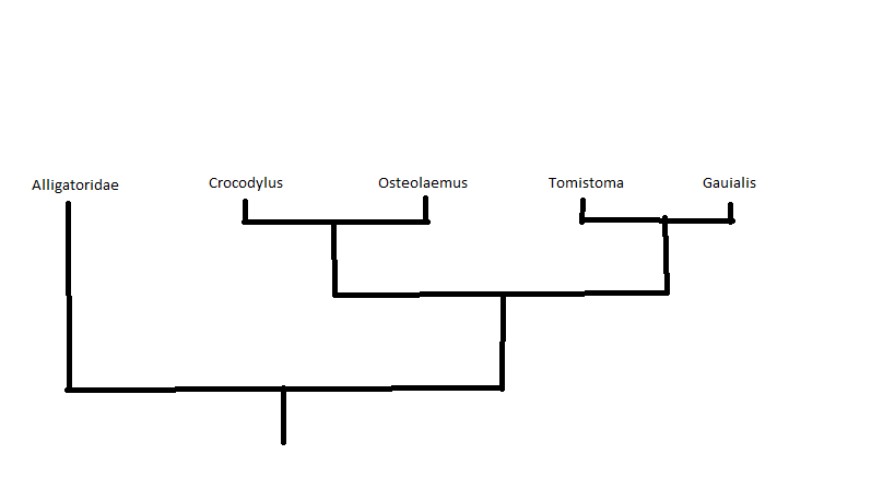 <p>few lineages</p><p>morphological characteristics vs genetics makes two very different trees</p>