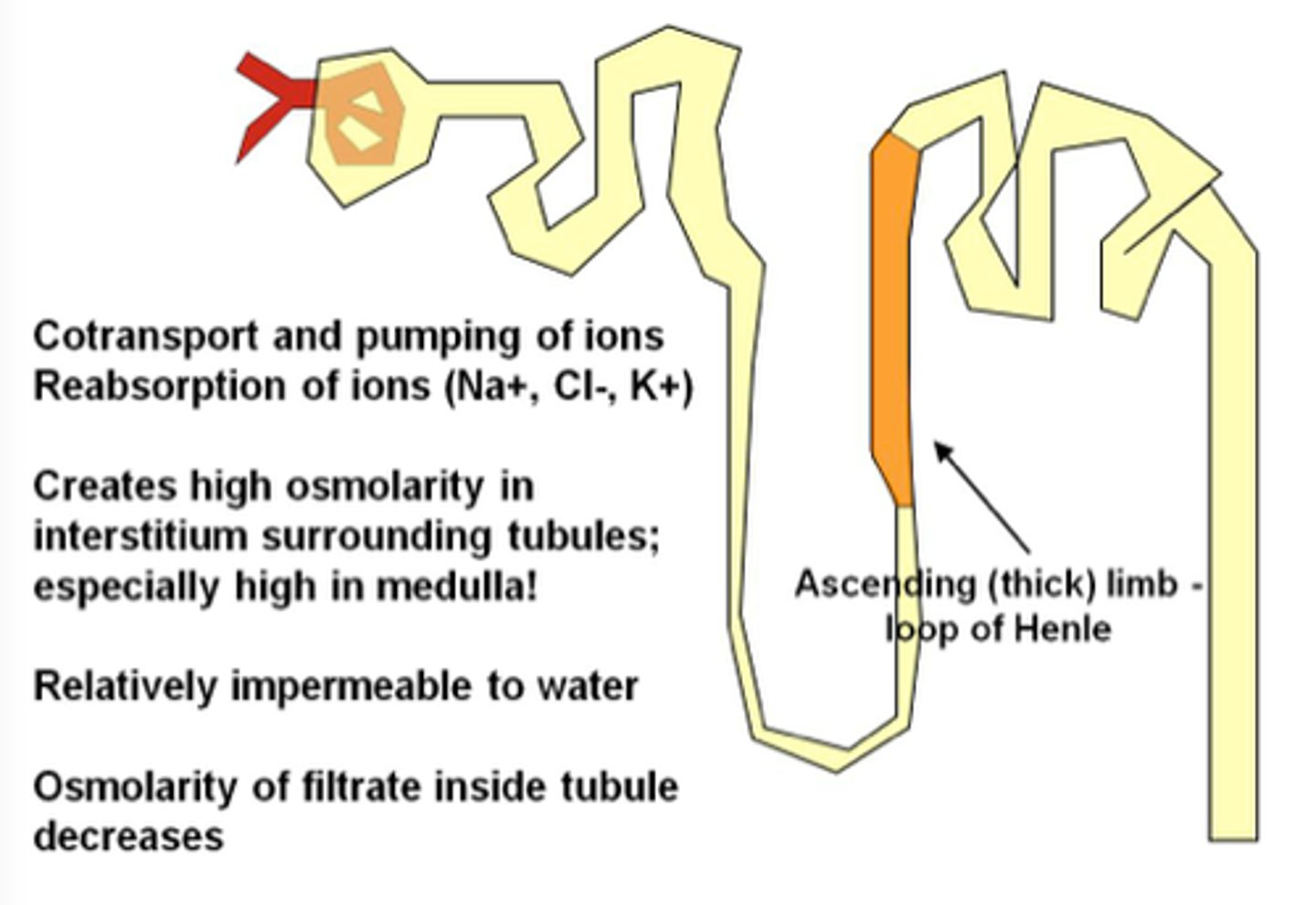 <p>-Cuboidal to columnar cells<br><br>-Ends at a sharp angle near the renal corpuscle: where DCT begins</p>