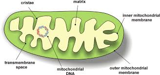 <p>Components of Mitochondria</p>