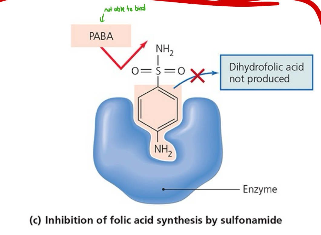 <p>Be able to explain the inhibition of folic acid synthesis by sulfonamide (shown in the image).</p>