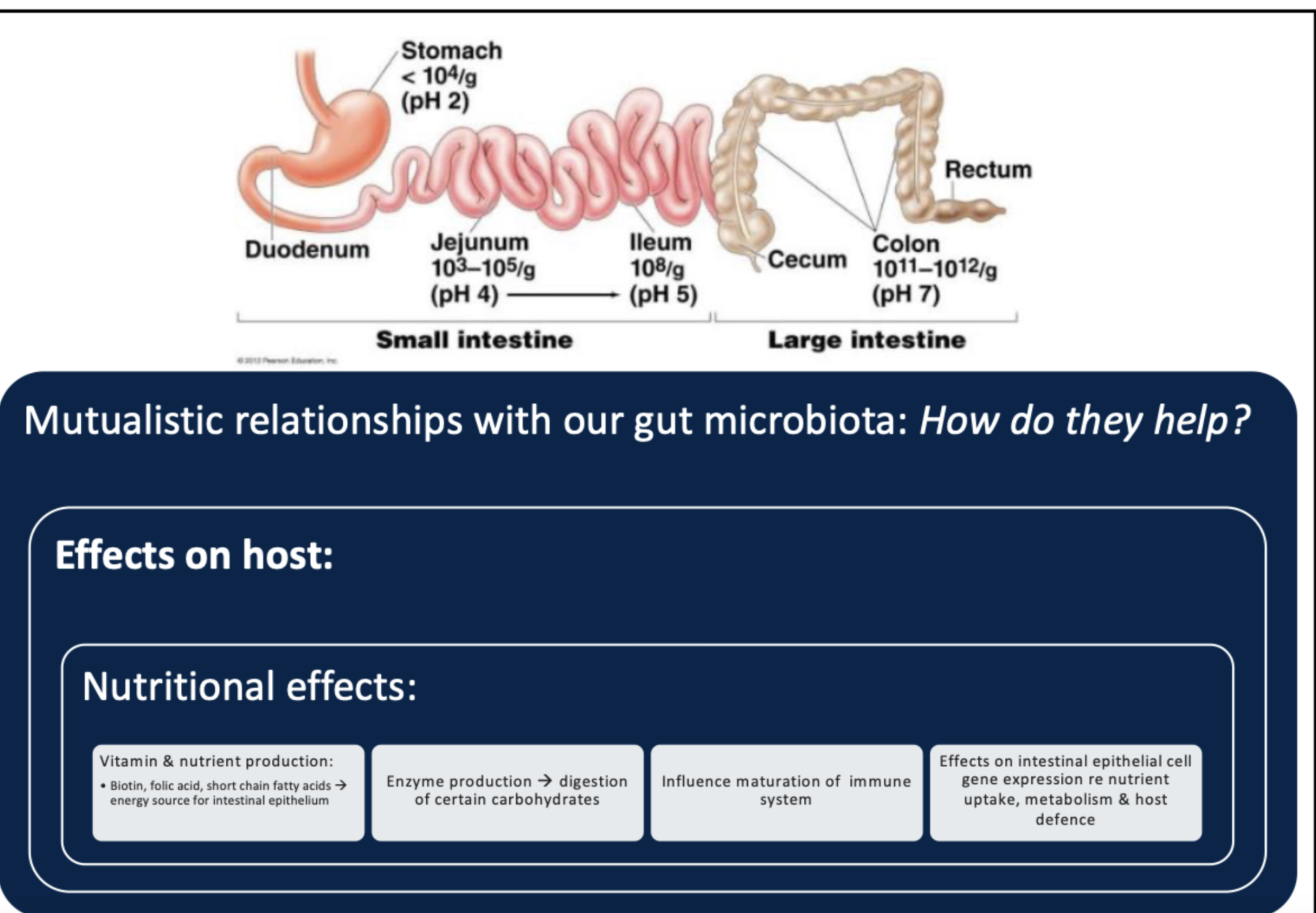 <p>True (energy source for intestinal epithelium) </p>