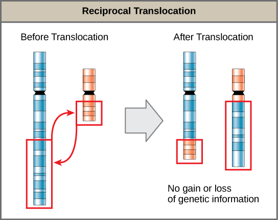 <p>exchange of genetic material between 2 chromosomes…if genetic info not lost = balanced translocation</p>