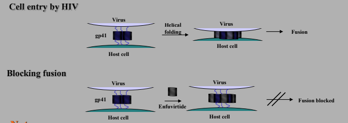 <p>gp 41 helices fold over on each other to form twice as many helices that are half as long, this draws virus and host cell together leading to fusion.</p><p>Enfuvirtide is a polypeptide with 36 AA used for HIV since 2003. It acts as a fusion inhibitor by binding gp41 and preventing folding, so the cells aren’t pulled together and fusion is blocked. </p>