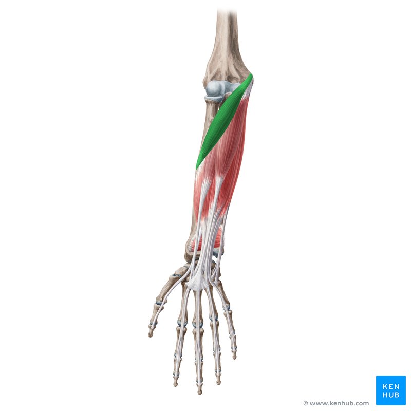 <p>Weak elbow flexor, pronates forearm; located near the elbow in forearm.</p>