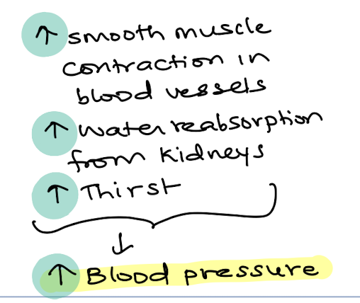 <ul><li><p>↑ Smooth muscle contraction in blood vessels</p></li><li><p>↑ Water reabsorption from kidneys</p></li><li><p>↑ Thirst</p></li></ul><p>            ↓</p><p>↑ Blood pressure</p><p></p>