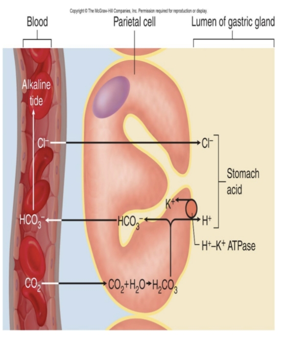 <p>What stimulates HCl secretion?</p>