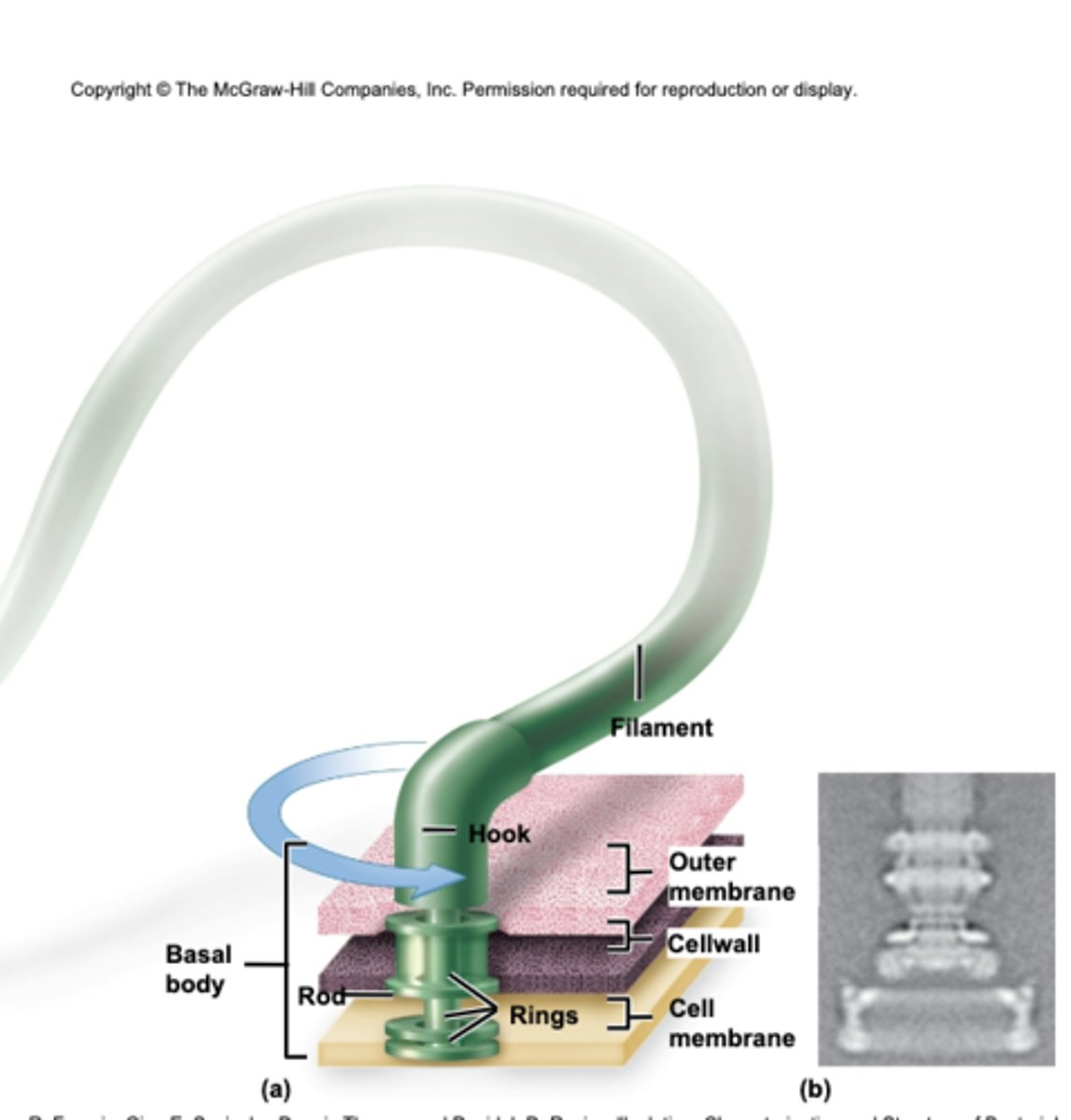 <p>• Bacterial locomotion</p><p>• Three distinct parts</p><p>• Comprised of many proteins</p><p>• 360 degree rotation</p>