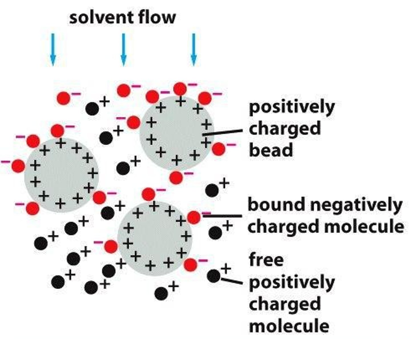 <p>Separates proteins based on charge.</p>