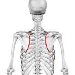 <p>Border of the scapula closest to the vertebral column</p>