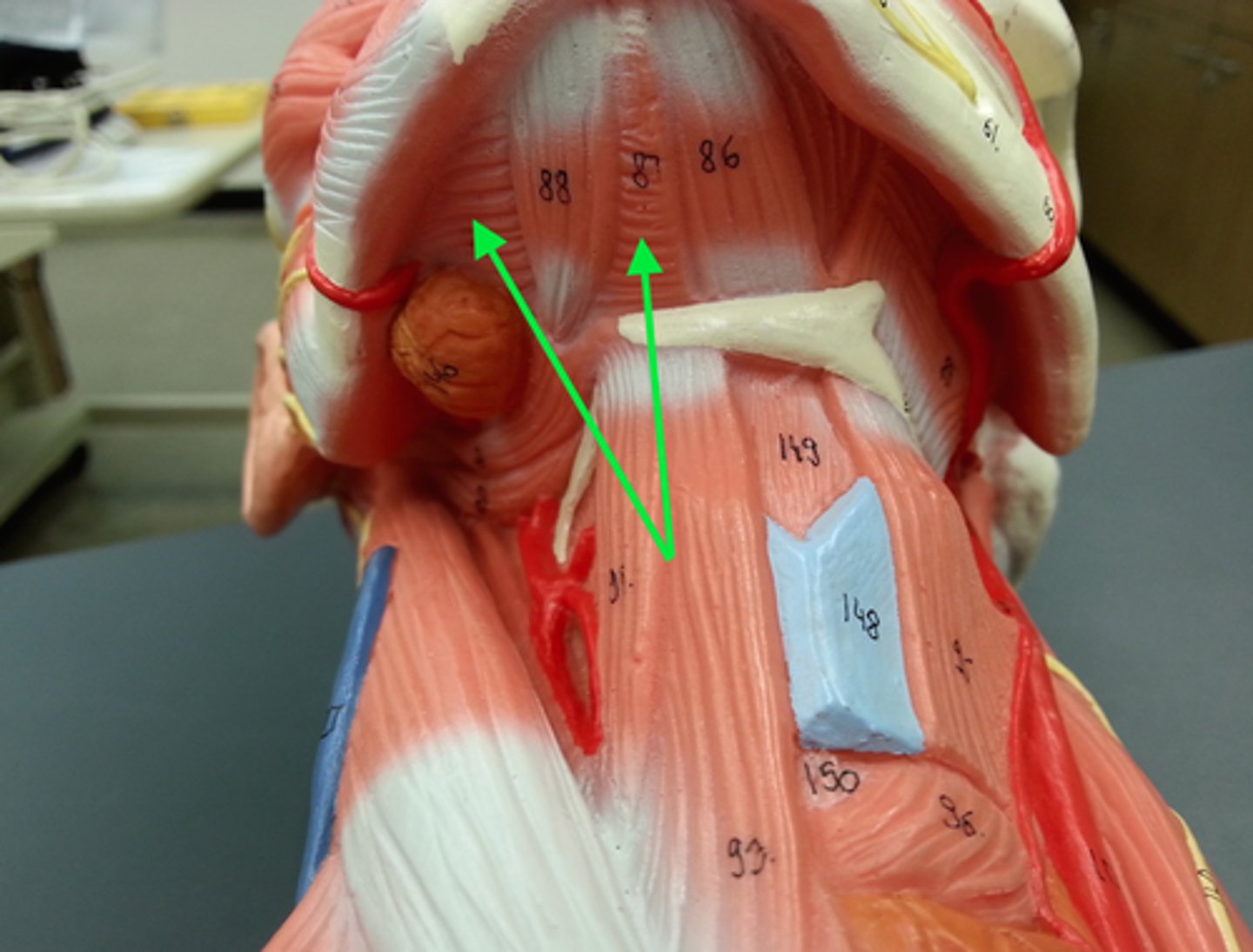 <p>elevates hyoid bone and floor of mouth</p>