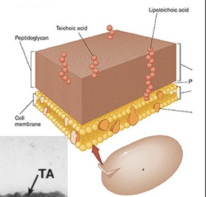 <p>teichoic acids (TA):</p><ul><li><p>chains of glycerol phosphate/ribitol phosphate </p></li><li><p>bound covalently to the peptidoglycan </p></li><li><p>provide rigidity </p></li><li><p>role in cell morphology and division</p></li><li><p>major surface antigen </p></li><li><p>recruit outside peptidoglycan </p></li><li><p>promote interaction with host cells and biofilm formation</p></li><li><p>promote adherence to host cells</p></li><li><p>proinflammatory responses through Toll-like receptor 2</p></li><li><p>help evade microbial peptides </p></li><li><p>modulate immune response </p></li></ul><p></p>