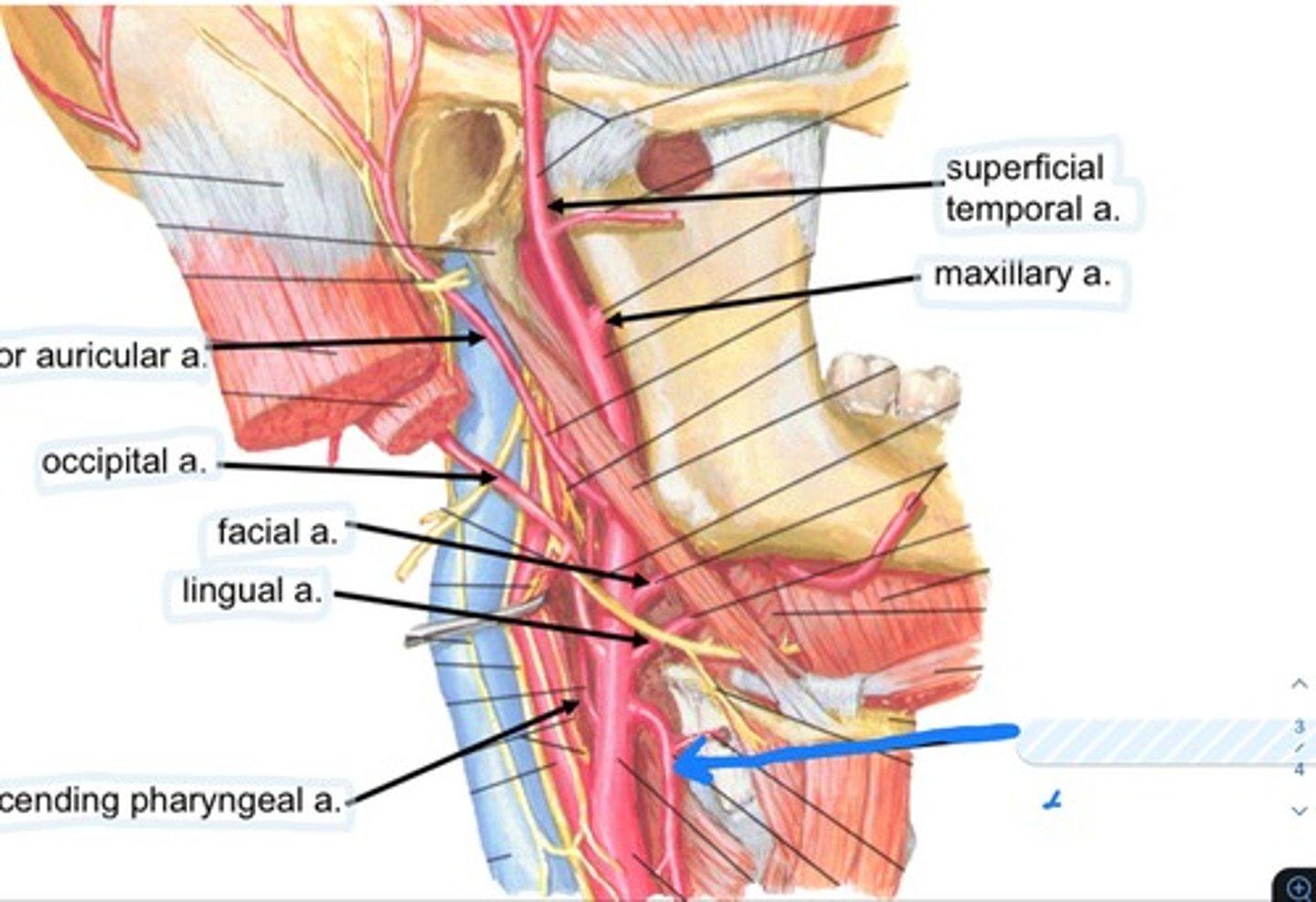 knowt flashcard image