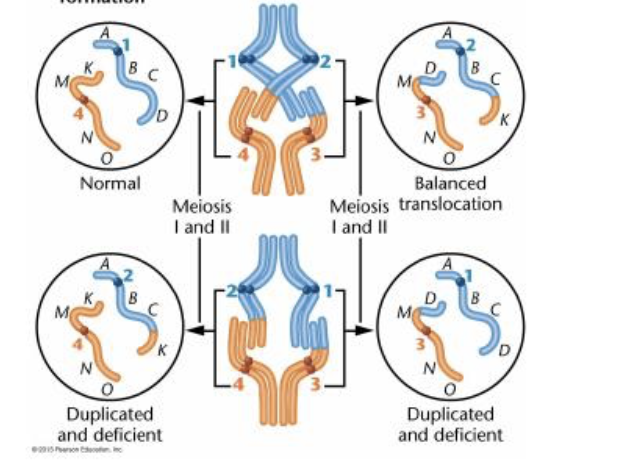 <p>what does this image show?</p>