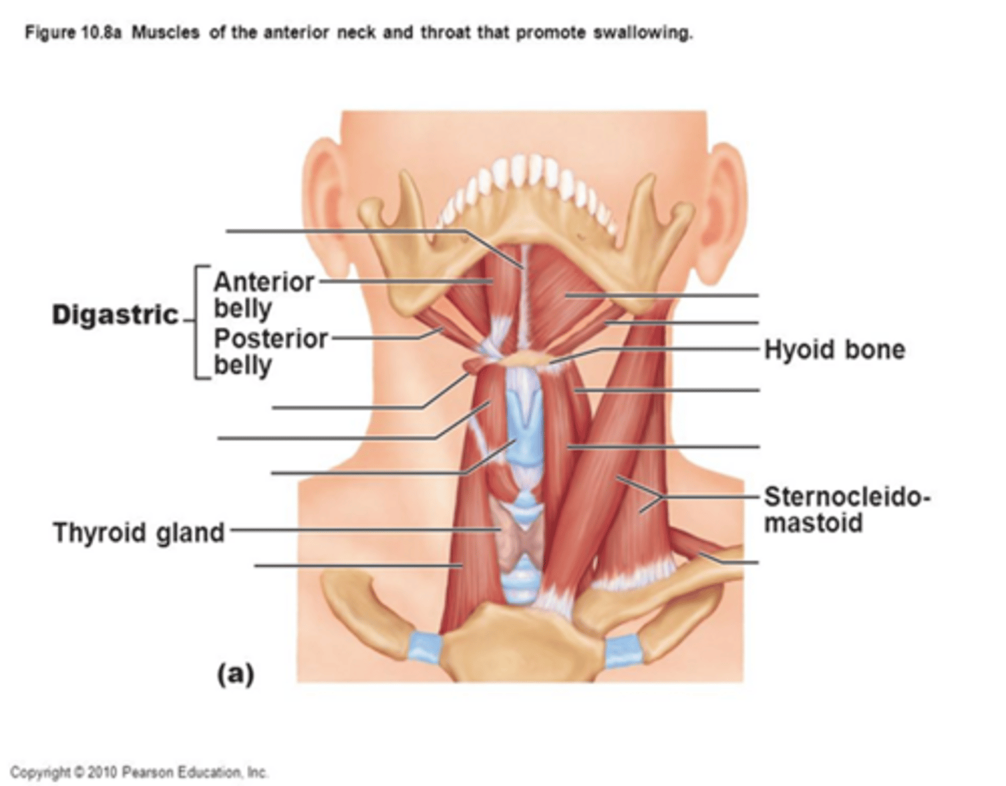 <p>•Origin</p><p>-Intermediate tendon by loop of fascia to hyoid bone</p><p>•Insertion</p><p>-Lower border of the mandible</p><p>•Function</p><p>-Raises hyoid bone if jaw is in fixed positions.</p><p>-Depresses jaw if hyoid bond is in fixed position</p><p>•Innervation</p><p>- Trigeminal</p>
