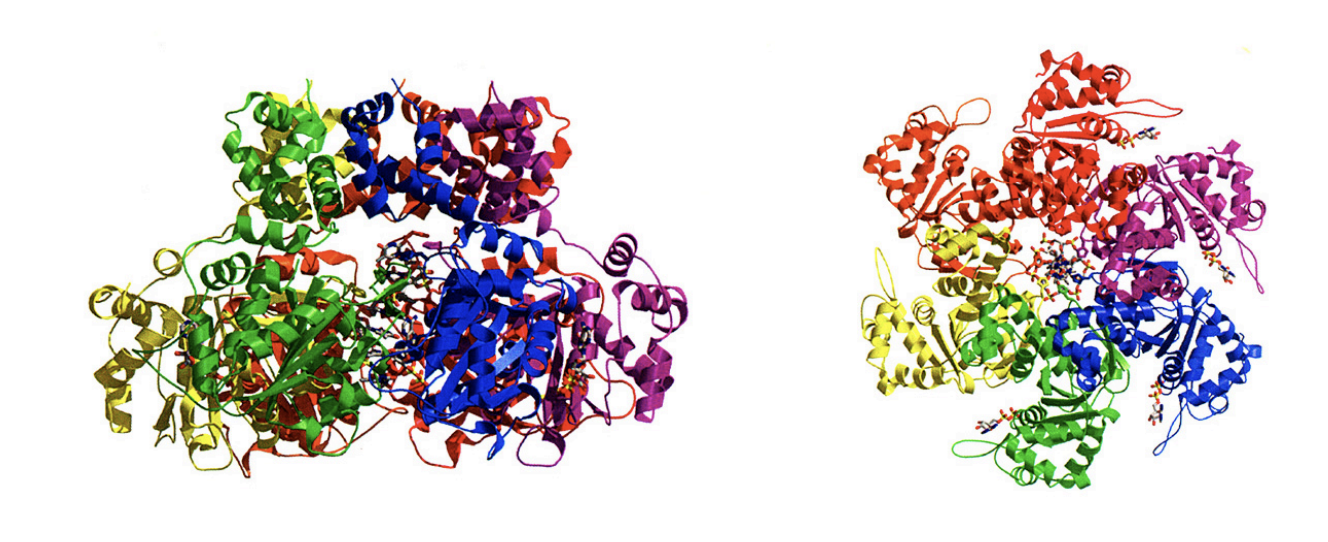 <ul><li><p>Strucutre of eukaroytic DNA helicase:</p><ul><li><p>E1 protein of papillomavirus and ssDNA</p></li></ul></li><li><p>similar strucutres have been obtained for the cellular MCM2-7 hexamer complexes</p></li><li><p>NOTE: no origin consensus sequences in vertebreates (unlike in yeast) BUT ORC cdc6, cdt1 and MCMs are strucutrually and functionally concerved from yeasts to vertebrates</p></li></ul><p></p><ul><li><p>How we know about protein funtions</p><ul><li><p>mutant genetics</p></li><li><p>biochem→ reductionist→ until pure protins and so test function</p></li></ul></li></ul><p></p>