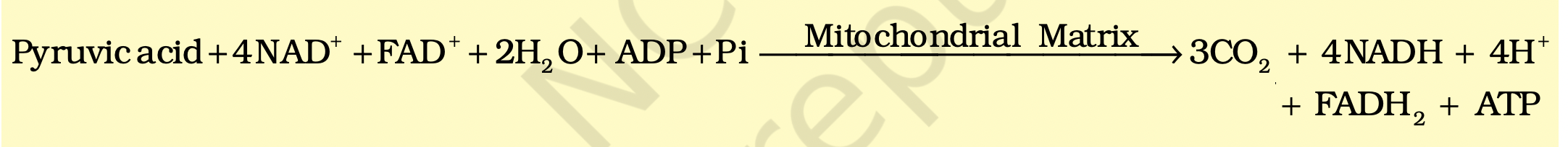 <p><span style="font-family: -apple-system, Roboto, SegoeUI, Segoe UI, Helvetica Neue, Helvetica, Microsoft YaHei, Meiryo UI, Meiryo, Arial Unicode MS, sans-serif">The </span><strong><span style="font-family: -apple-system, Roboto, SegoeUI, Segoe UI, Helvetica Neue, Helvetica, Microsoft YaHei, Meiryo UI, Meiryo, Arial Unicode MS, sans-serif">TCA ( The Tricarboxylic Acid Cycle )</span></strong><span style="font-family: -apple-system, Roboto, SegoeUI, Segoe UI, Helvetica Neue, Helvetica, Microsoft YaHei, Meiryo UI, Meiryo, Arial Unicode MS, sans-serif">cycle starts with the c</span><strong><span style="font-family: -apple-system, Roboto, SegoeUI, Segoe UI, Helvetica Neue, Helvetica, Microsoft YaHei, Meiryo UI, Meiryo, Arial Unicode MS, sans-serif">ondensation</span></strong><span style="font-family: -apple-system, Roboto, SegoeUI, Segoe UI, Helvetica Neue, Helvetica, Microsoft YaHei, Meiryo UI, Meiryo, Arial Unicode MS, sans-serif"> of an acetyl group with OAA  </span><strong>Oxaloacetic Acid  </strong><span style="font-family: -apple-system, Roboto, SegoeUI, Segoe UI, Helvetica Neue, Helvetica, Microsoft YaHei, Meiryo UI, Meiryo, Arial Unicode MS, sans-serif">and water to yield citric acid. This reaction is catalysed by the enzyme </span><strong><span style="font-family: -apple-system, Roboto, SegoeUI, Segoe UI, Helvetica Neue, Helvetica, Microsoft YaHei, Meiryo UI, Meiryo, Arial Unicode MS, sans-serif">citrate synthase</span></strong><span style="font-family: -apple-system, Roboto, SegoeUI, Segoe UI, Helvetica Neue, Helvetica, Microsoft YaHei, Meiryo UI, Meiryo, Arial Unicode MS, sans-serif"> and a molecule of </span><strong><span style="font-family: -apple-system, Roboto, SegoeUI, Segoe UI, Helvetica Neue, Helvetica, Microsoft YaHei, Meiryo UI, Meiryo, Arial Unicode MS, sans-serif">CoA is released.</span></strong></p>