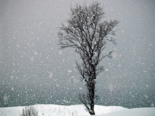snowy