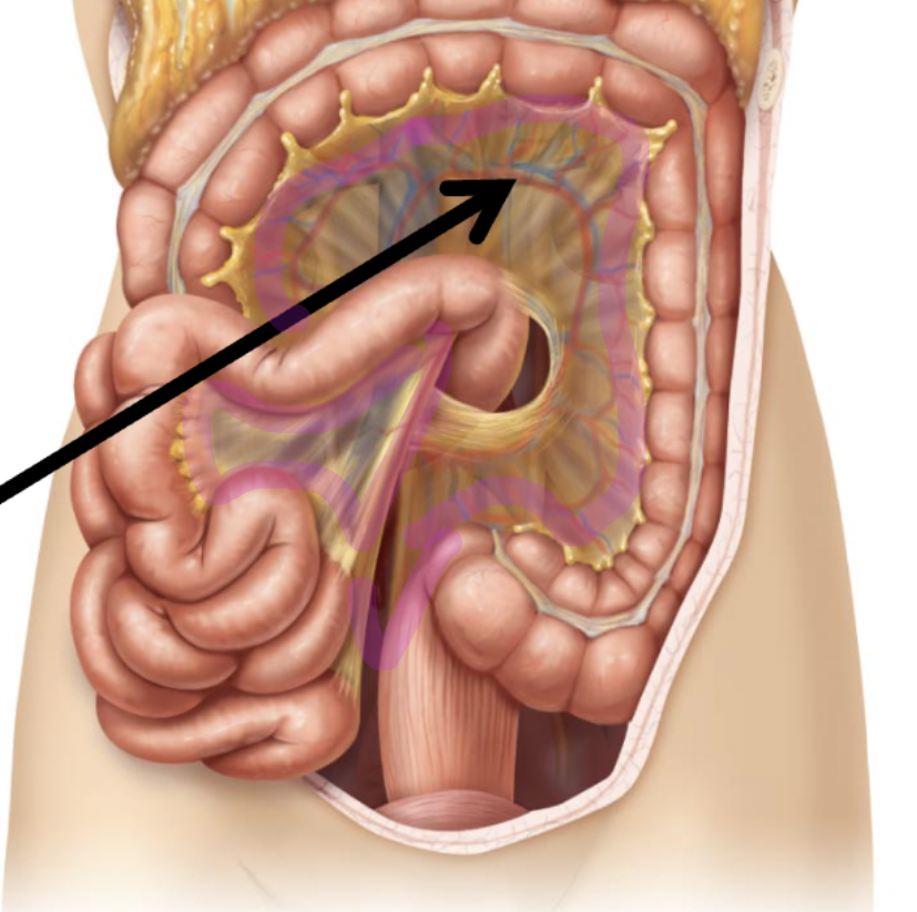 <p>Mesentery </p>