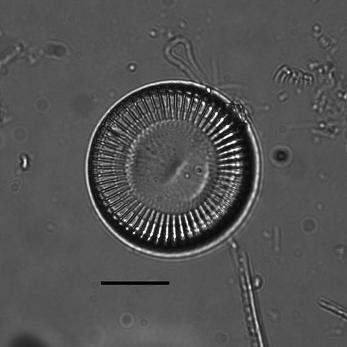 <p>har kiselskal (cellvägg av kisel) består av två halvor (frustrul) ofta beskrivna som små glashus</p><p>är den mest artrika gruppen av alger, lever främst i marina miljöer och sötvattenmiljöer, finns också på bottnar, alla är autotrofa</p><p>finns två typer: centric diatoms radiärsymmetriska (bild) ser ofta ut som hjul. Finns även pennate diatoms bilaterala ser ofta ut som pinnar eller blad i formen</p>