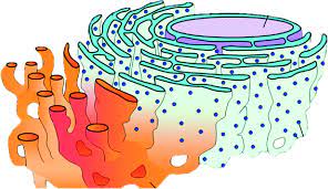 <p>An extensive membranous network in eukaryotic cells, continuous with the outer nuclear membrane and composed of ribosome studded (rough) and ribosomes-free (smooth) regions. </p>