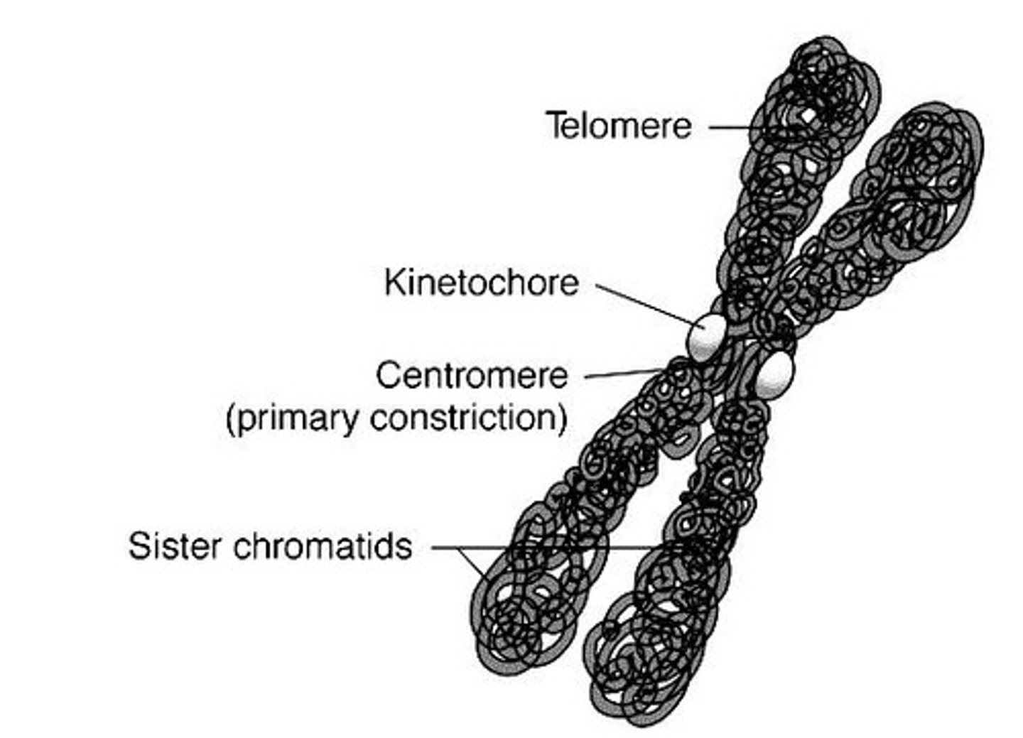 <p>The end part of a chromosome that protects it from deterioration.</p>