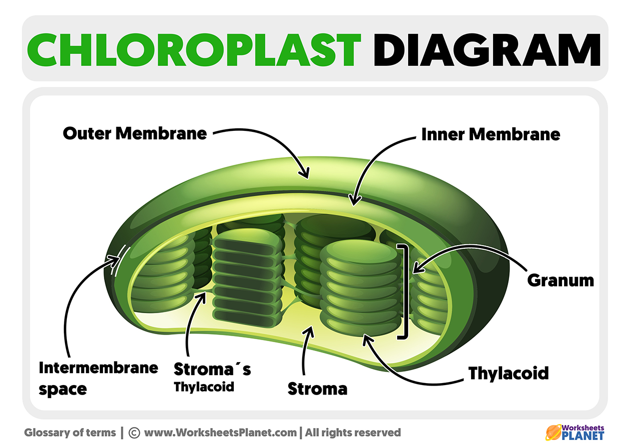<ol><li><p>Double Membrane</p></li></ol><ul><li><p>Inner Membrane</p></li><li><p>Outer Membrane</p></li></ul><ol start="2"><li><p>Stroma (water-based interior)</p></li><li><p>Thylakoids (folded, flattened sacs of membrane inside the stroma)</p></li><li><p>Thylakoid lumen (the space inside the thylakoid)</p></li></ol><p></p>