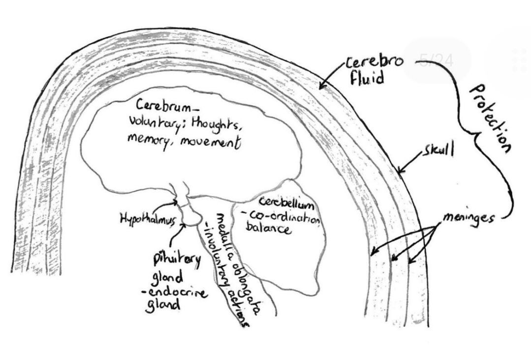 knowt flashcard image