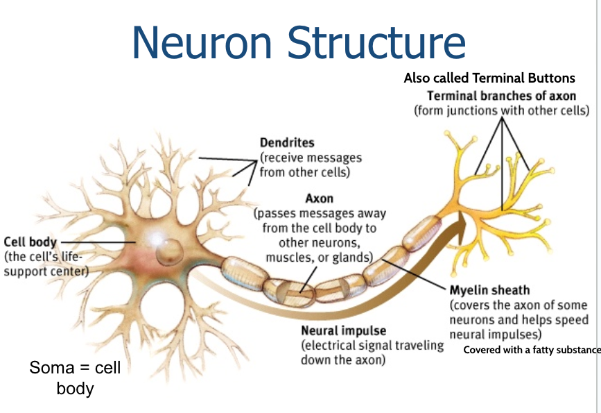 <p>cell body (the cell's life support center); dendrites (receive messages from other cells); axon (passes messages away from the cell body to other neurons, muscles, or glands); myelin sheath (covers the axon of some neurons and helps speed neural impulses, covered w/ a fatty substance); terminal branches of axon/ terminal buttons (form junctions with other cells); neural impulse (electrical signal traveling down the axon)</p>