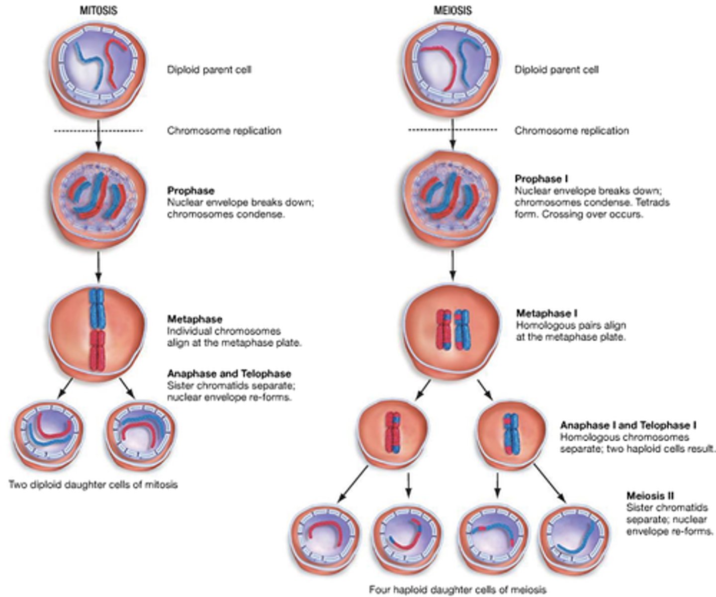 <p>gametes are produced by meiosis<br><br>somatic cells are produced by mitosis</p>