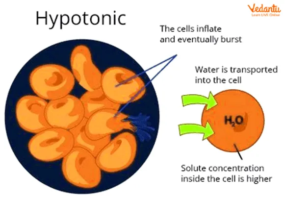 <p>Water potential of the cell is lower than the solution around it → water moves into the cell</p><ul><li><p>animals cells: burst</p></li><li><p>plant cells: become turgid</p><ul><li><p><strong>how to remember → think ‘hippotonic’</strong></p></li></ul></li></ul><p></p>