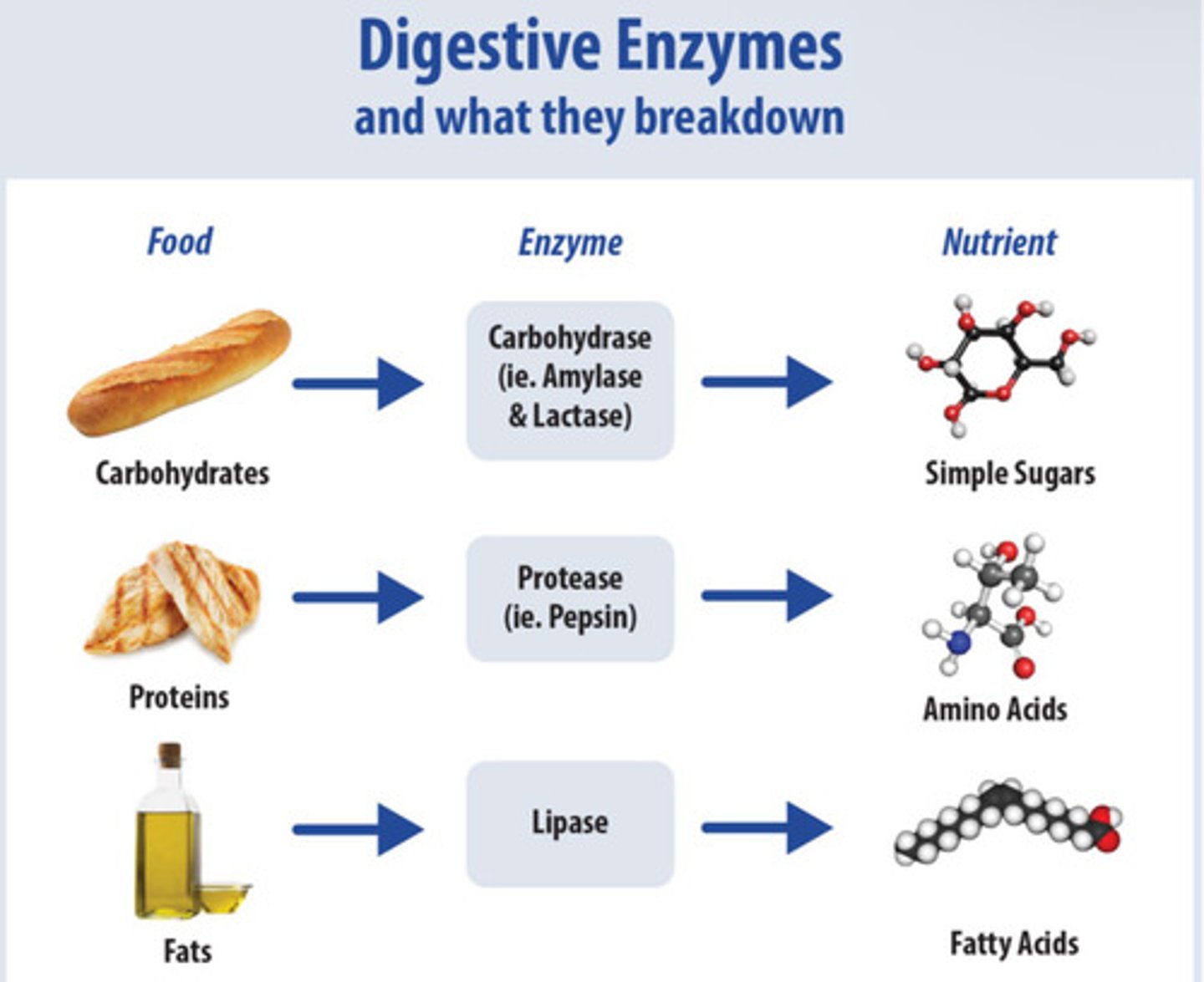 <p>Starches (complex carbohydrates) into simple sugars.</p>