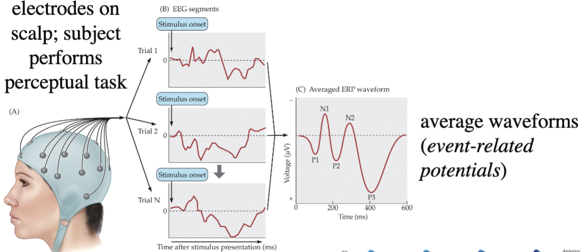 <p>electrodes on subject’s scale and they perform perceptual tasks, measuring voltage changes</p><ul><li><p>map signal strength over time across scale through many neurons</p></li><li><p>good temporal resolution (looking at changes over time)</p></li><li><p>poor spatial resolution (looking at specific point of occurrence)</p></li><li><p>most similar to animal single-unit</p></li><li><p>voltage change averages = event related potentials</p></li></ul><p></p>