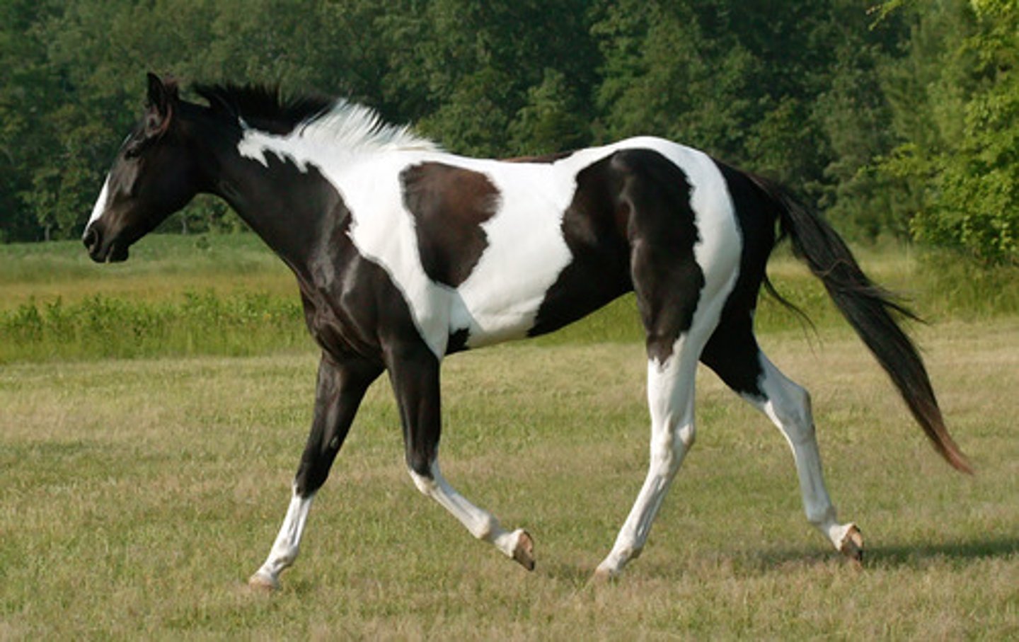 <p>type of pinto that has a black base coat called magpie</p>